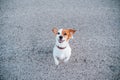 Portrait of cute jack russell terrier dog in the street. Pets outdoors and lifestyle