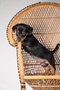 A portrait of a cute Jack Russell Terrier puppy, standing on hind legs on a rattan chair, isolated on a white background Royalty Free Stock Photo