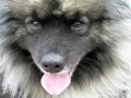 Portrait of a Cute Keeshond Dog