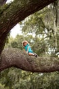Portrait of cute kid boy sitting on the big old tree on sunny day. Child sitting on tree branch. Overcoming the fear of