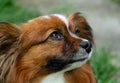 Beautiful cute papillon dog shows us the tongue, portrait, gullible look, butterfly-like ears, colors - brown, red, white Royalty Free Stock Photo