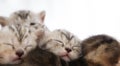 Portrait cute kitten cat family sibling sleeping together. Royalty Free Stock Photo