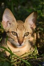 Portrait of cute kitten close up, brown cat pet animal domestic, green grass colorful Royalty Free Stock Photo