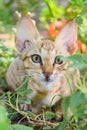 Portrait of cute kitten close up, brown cat pet animal domestic, green grass colorful Royalty Free Stock Photo