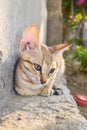 Portrait of cute kitten close up, brown cat pet animal domestic, green grass colorful Royalty Free Stock Photo