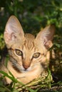 Portrait of cute kitten close up, brown cat pet animal domestic, green grass colorful Royalty Free Stock Photo