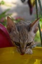 Portrait of cute kitten close up, brown cat pet animal domestic, green grass colorful Royalty Free Stock Photo