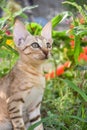 Portrait of cute kitten close up, brown cat pet animal domestic, green grass colorful Royalty Free Stock Photo
