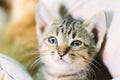 Portrait of cute kitten face Royalty Free Stock Photo