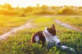 Portrait of a cute kitten lying in the grass in a Sunny meadow and looking at a beautiful flying butterfly on a clear summer day Royalty Free Stock Photo