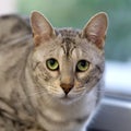 Portrait of a cute kitten silver bengal cat.