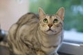 Portrait of a cute kitten silver bengal cat. Royalty Free Stock Photo