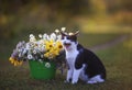 Portrait of cute kitten sitting in summer warm garden next to a bouquet of wildflowers in a bucket against the sunset yellow light Royalty Free Stock Photo