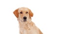 Portrait of a cute lab dog Royalty Free Stock Photo