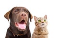 Portrait of a cute Labrador and cat Scottish Straight Royalty Free Stock Photo