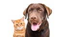 Portrait of a cute Labrador and ginger kitten Scottish Straight Royalty Free Stock Photo