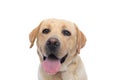 Cute labrador retriever dog sticking out tongue Royalty Free Stock Photo