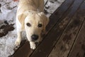 portrait of cute Labrador Retriever puppy standing in snow on wooden veranda. looking at camera Royalty Free Stock Photo