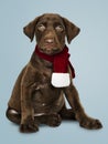 Portrait of a cute Labrador Retriever wearing a Christmas scarf