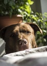 Portrait of cute brown Labrador dog