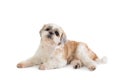 Cute lazy shih tzu dog lying on the floor