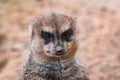 a portrait of a cute lemur Royalty Free Stock Photo