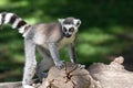Portrait of cute Lemur on the log. Royalty Free Stock Photo