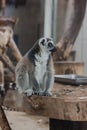 Portrait of a cute lemur from the zoo