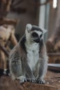 Portrait of a cute lemur from the zoo