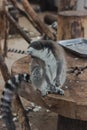 Portrait of a cute lemur from the zoo