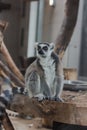 Portrait of a cute lemur from the zoo