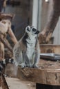 Portrait of a cute lemur from the zoo