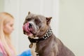 Cute pitbull in vet