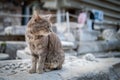 Portrait of cute light gray cat