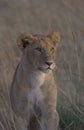 Portrait of cute lion cub in the morning light sitting alertly in the grass of the wild Masai Mara, Kenya Royalty Free Stock Photo