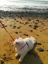 A cute littel cat on the beach Royalty Free Stock Photo