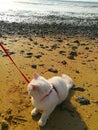 A cute littel cat on the beach