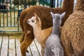 Portrait of cute little alpacas at agricultural animal exhibition