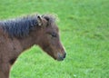 Portrait of cute little baby horse in the farm in nature Royalty Free Stock Photo