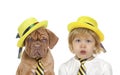 Portrait of a cute little blonde girl with a French Mastiff puppy in the studio Royalty Free Stock Photo