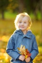 Portrait of a cute little boy with maple leaves in autumn park. Preschooler child having fun during stroll in fall forest. Baby Royalty Free Stock Photo