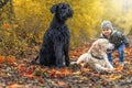 Portrait of cute little boy posing by two dogs in autumn park Royalty Free Stock Photo