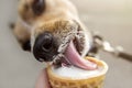 Portrait cute little dog eating vanilla ice cream with strawberry jam in waffle horn. Sunny hot summer day in the city Royalty Free Stock Photo