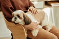 Cute little dog laying in womans lap enjoying pets in sunlight