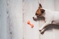 Portrait of a cute little dog sleeping next to a toy rubber bone. Puppy dozes on the floor in the sun. Jack Russell Royalty Free Stock Photo