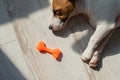 Portrait of a cute little dog sleeping next to a toy rubber bone. Puppy dozes on the floor in the sun. Jack Russell Royalty Free Stock Photo