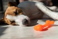 Portrait of a cute little dog sleeping next to a toy rubber bone. Puppy dozes on the floor in the sun. Jack Russell Royalty Free Stock Photo