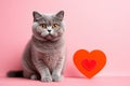 Portrait of a cute little domestic cat on a pink background with red love heart