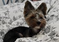 portrait of a cute little domestic dog Yorkie sitting indoors