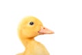 Portrait of a cute little duckling, closeup, side view Royalty Free Stock Photo